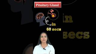 Pituitary Gland  pituitary gland hormones  pituitary hormones shorts biology neet beatdneet [upl. by Anivla686]