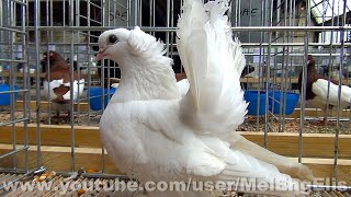 Сибирский белый статный турман  Pigeon Culbutant de Posture de Sibérie  Évreux 2020 [upl. by Tare818]