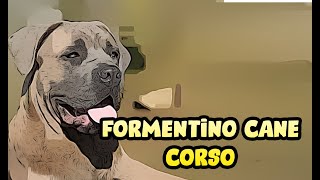 Formentino Cane Corso [upl. by Gabrielli]