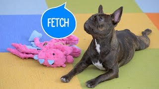 How to Teach Your Dog to Fetch  Chewy [upl. by Artcele829]