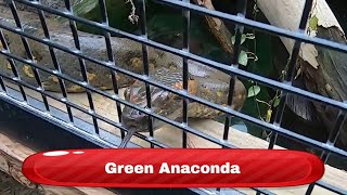 Green Anaconda  Krokodille Zoo Denmark [upl. by Mani127]