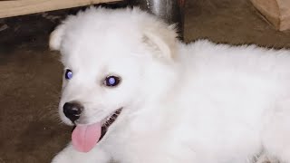 Pomeranian puppy first time barking so cute please support animal [upl. by Hakaber]