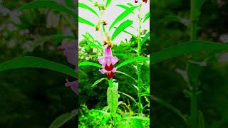 Woww क्या नजारा है🤩😳😮🦂🐦🦋🪱🍄🐛🤯🤔🤑 florafaunaflicks shorts ytshorts trending village viralvideo [upl. by Nytsud303]