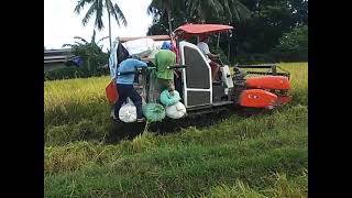 Harvest unhusked rice palay Harvestershorts [upl. by Liederman677]