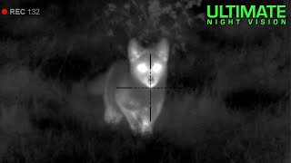 Thermal Predator Hunting  45 Coyotes Down with the Pulsar Thermion XM50 [upl. by Ydahs]