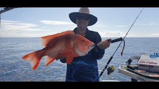 Red Emperor at Masthead Island [upl. by Haldas]