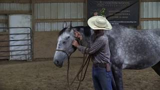 How to halter your horse safely with a ROPE halter [upl. by Heiskell317]