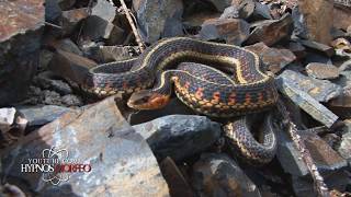 La Escalofriante Serpiente con Cola de Araña [upl. by Iur]