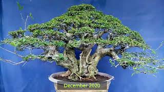 VITEX PARVIFLORA BONSAI MATERIALS UPDATE  TUGAS BATO BONSAI MATERIALS UPDATE [upl. by Ellener]