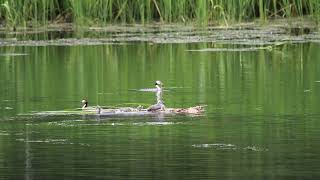 뿔논병아리 Podiceps cristatus cristatusGreat crested grebe 경기도 [upl. by Ocsecnarf]