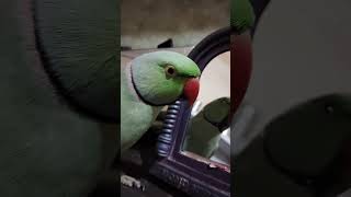 Bolne Wala Tota trend love cute talkingparrot mitthu birds viralvideo shotrs [upl. by Aliahkim]