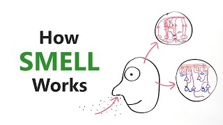 How smell works  Olfactory system [upl. by Dnalrag]