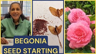 How To Grow Begonias From Seed [upl. by Luapnaes240]