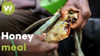 Honey is one of the main ingredients in the life of the Baka people  Master of Bees Cameroon [upl. by Wehner812]