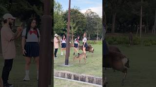 自然の愛に抱かれて  Nara Deer Park Japan 奈良日本旅行  お辞儀をする鹿日本  日本ビデオブログ 4k  へずまりゅう 奈良公園  fun [upl. by Piks381]