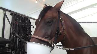 Equine Dry Salt Halotherapy Treatment Demonstration with the HaloFX from Equinesaltcom [upl. by Higginbotham]