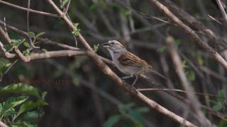 Birding Ecuador Part 4 The Southwest [upl. by Nagam572]