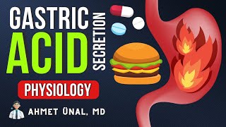 🍔 GASTRIC ACID SECRETION  PHYSIOLOGY amp MECHANISM amp ANIMATION  PPI  H2 RECEPTOR [upl. by Audie]