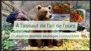 À lassaut de lail de lours et dautres plantessauvages comestibles [upl. by Billen]