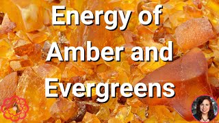 Energy of Amber and Evergreens ⭐ [upl. by Gresham]