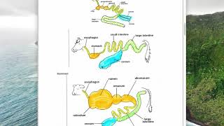 A1 Compare Physiology of Ruminant  Monogastric [upl. by Milla]