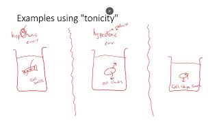 LabMod 4 tonicity vs osmolarity [upl. by Karlie709]