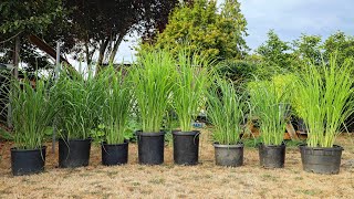 LEMONGRASS Growing Harvesting Storing and Using Lemongrass 🌱 [upl. by Jobina673]