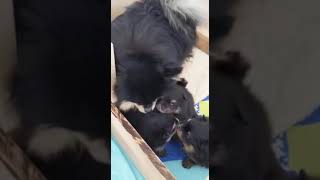 Pomeranian Puppy Boy Hugo with his Mother and siblings in Hamburg at the breeder🧸🍼🥰 dogs shorts [upl. by Eecak]