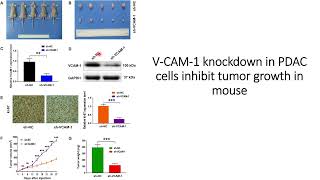 VCAM1 helps in proliferation of the Pancreatic Cancer PDAC Code 670 [upl. by Lewej151]