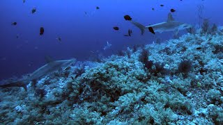 Diving with sharks at Elphinstone  18062023 [upl. by Nawek]