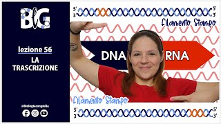 La TRASCRIZIONE  da DNA a RNA [upl. by Portie981]