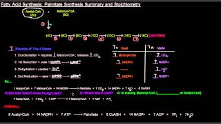 Fatty Acid Synthesis Part 7 of 12  Palmitate Synthesis Summary and Stoichiometry [upl. by Alleinnad]