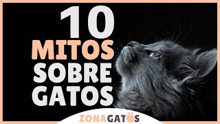 10 MITOS SOBRE GATOS ¡Descubre la verdad tras el mito [upl. by Almire]