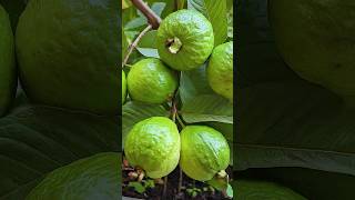 🌿How to grow guava tree great way to propagate guava tree by air layering using a carrot🥕guava [upl. by Holli]