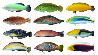 Types of Wrasses Part 2  Genus Halichoeres Family Labridae [upl. by Ikceb566]