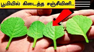 முதுகு மற்றும் முழங்கால் வலி இறக்கும் வரை வராது  Ajwain Plant Uses  Joint Pain Treatment in Tamil [upl. by Llertnom511]