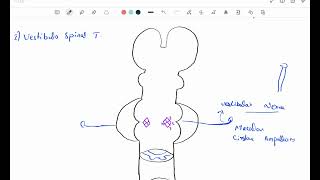 Vestibulospinal Tract  Pontine Reticulospinal Tract  Descending Tracts in Hindi Urdu [upl. by Eikcor]