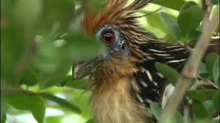 Hoatzin the flying cow [upl. by Ilegna833]