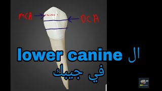 Lower canine quotlower cuspidquot [upl. by Dulcle]