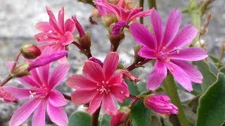 Lewisia cotyledon [upl. by Occor]