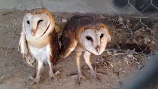 Two beautiful owl birds bride  Videos prey owl bird​ in cage [upl. by Haneeja880]