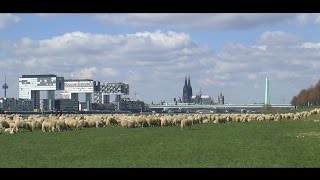 Kölner Dom  Orgelmusik am Ostersonntag 2015 [upl. by Judenberg]