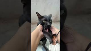 funny comedy prashantking prashantcomedy cat funwithprasad catlover prasvcreation prashan [upl. by Aleira]