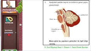 9 10 11 ve 12 sınıfların 1 dönem 1 yazılı örnek soruları Biyoloji Çınarı  Eşref Hocam [upl. by Zak238]