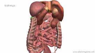 Peritoneal Cavity  Part 4  Intraperitoneal and Retroperitoneal Organs  Anatomy Tutorial [upl. by Atteuqehs76]