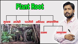 Plant Root and Their Types  Function of Root  Modified Root  in Hindi [upl. by Esten]