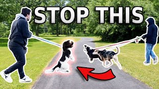 REACTIVE DOG TUTORIAL Stop Barking and Lunging at Other Dogs [upl. by Enehpets]