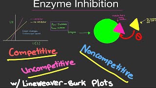 Biochemistry Enzyme Inhibition Competitive Noncompetitive Uncompetitive w Km amp Vmax Lineweaver [upl. by Kentigera546]