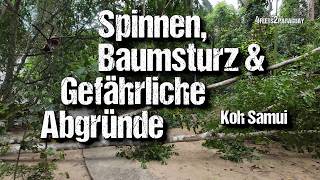 Spinnen Baumsturz amp Gefährliche Abgründe am Hin Lad Wasserfall Koh Samui [upl. by Juback]