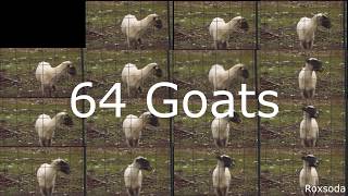 64 angry goats screaming together [upl. by Toomay]